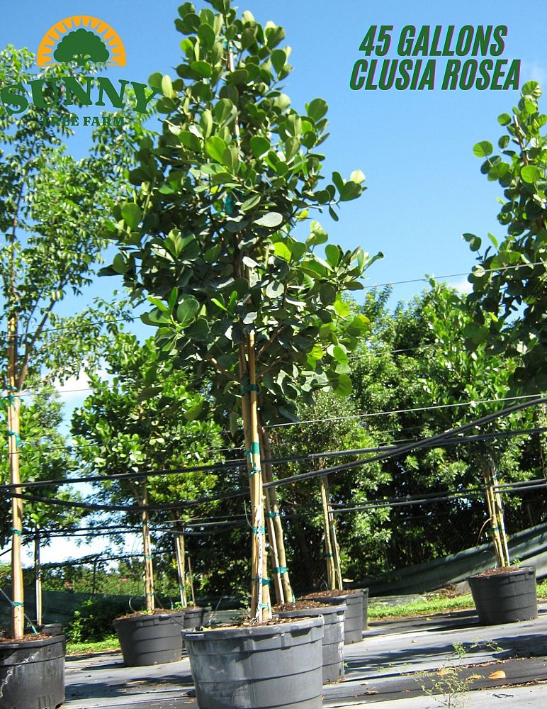 clusia-rosea-pitch-apple-autograph-tree