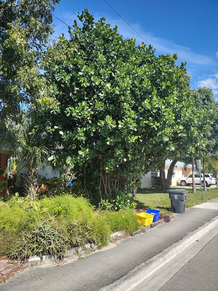 clusia-rosea-pitch-apple-autograph-tree