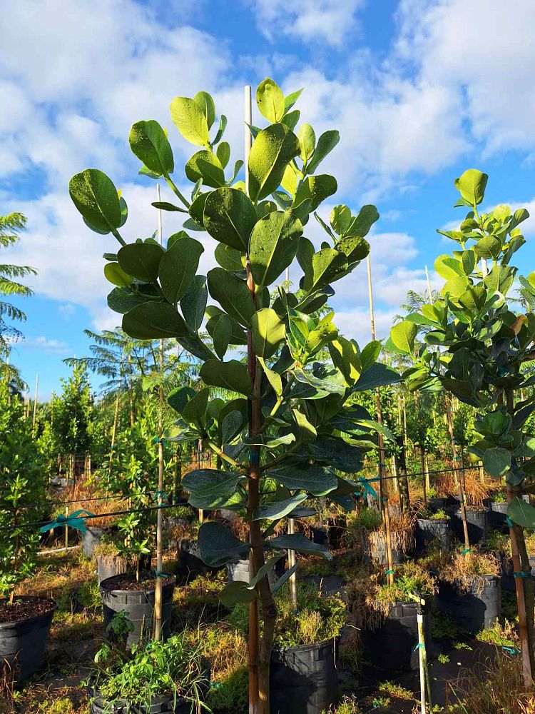 clusia-rosea-pitch-apple-autograph-tree