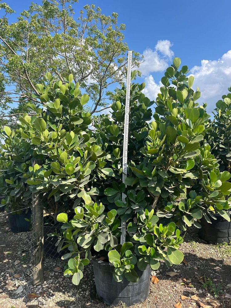 clusia-rosea-pitch-apple-autograph-tree
