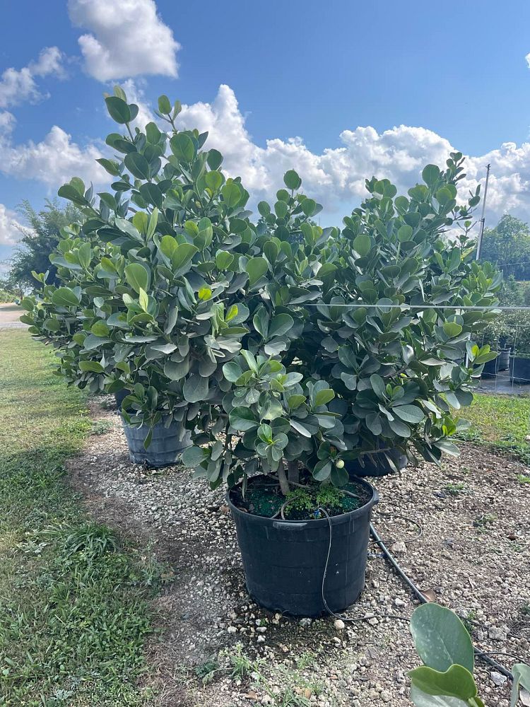 clusia-rosea-pitch-apple-autograph-tree
