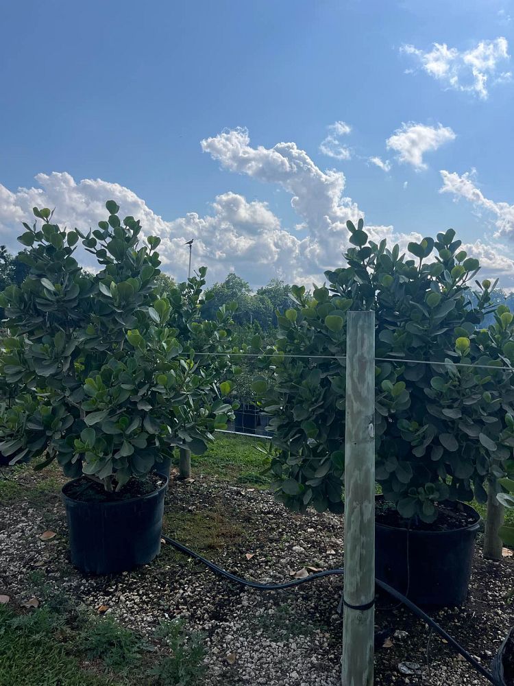 clusia-rosea-pitch-apple-autograph-tree