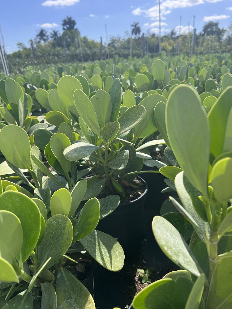 clusia-rosea-pitch-apple-autograph-tree