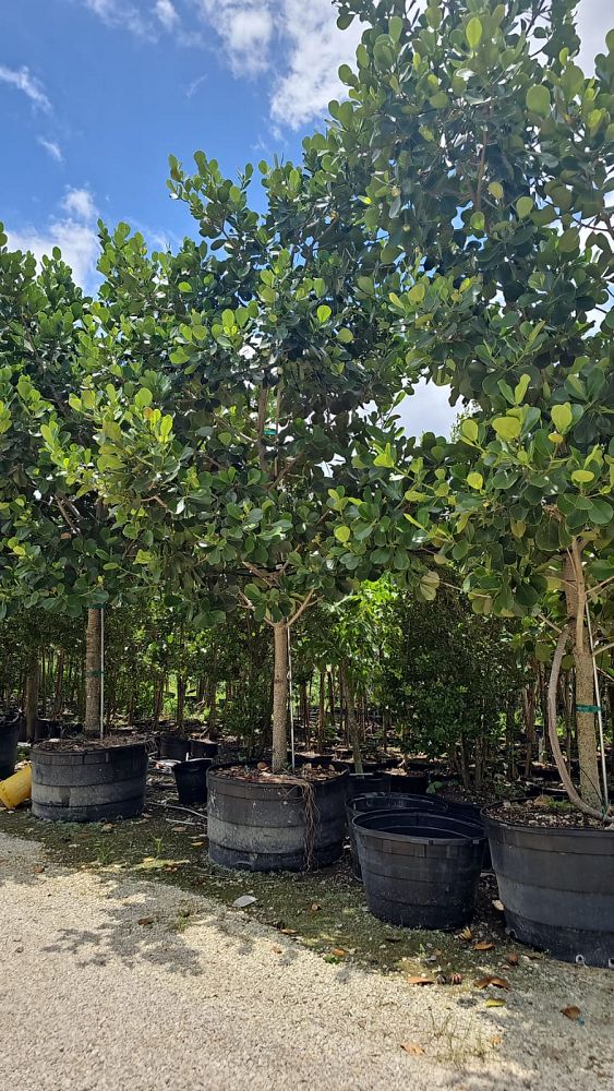 clusia-rosea-pitch-apple-autograph-tree