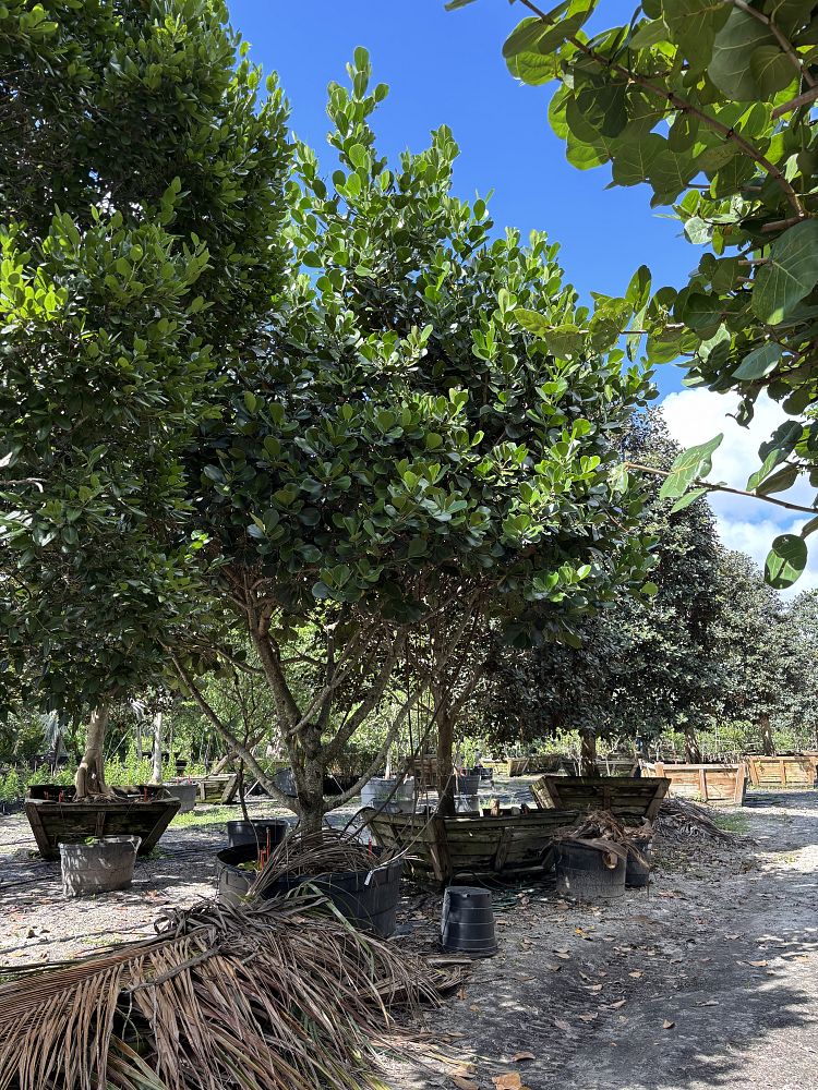 clusia-rosea-pitch-apple-autograph-tree