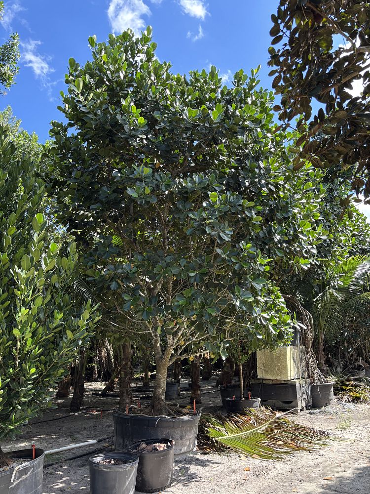 clusia-rosea-pitch-apple-autograph-tree