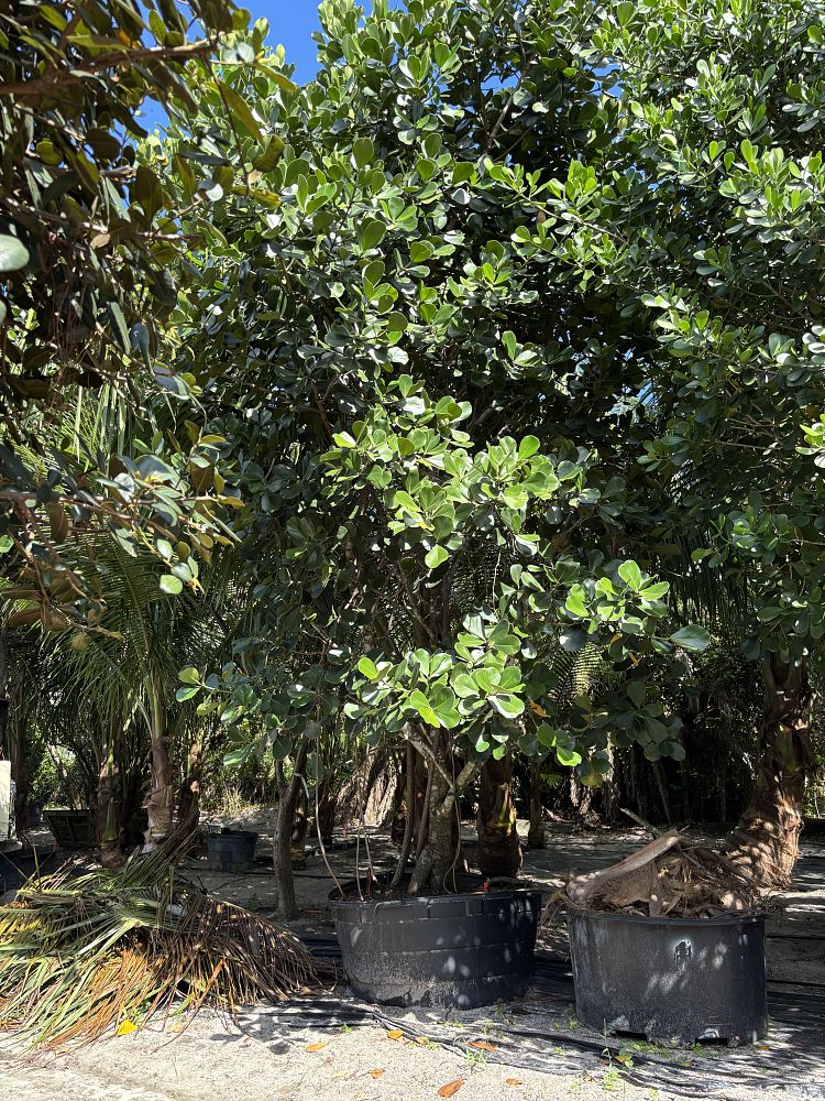 clusia-rosea-pitch-apple-autograph-tree