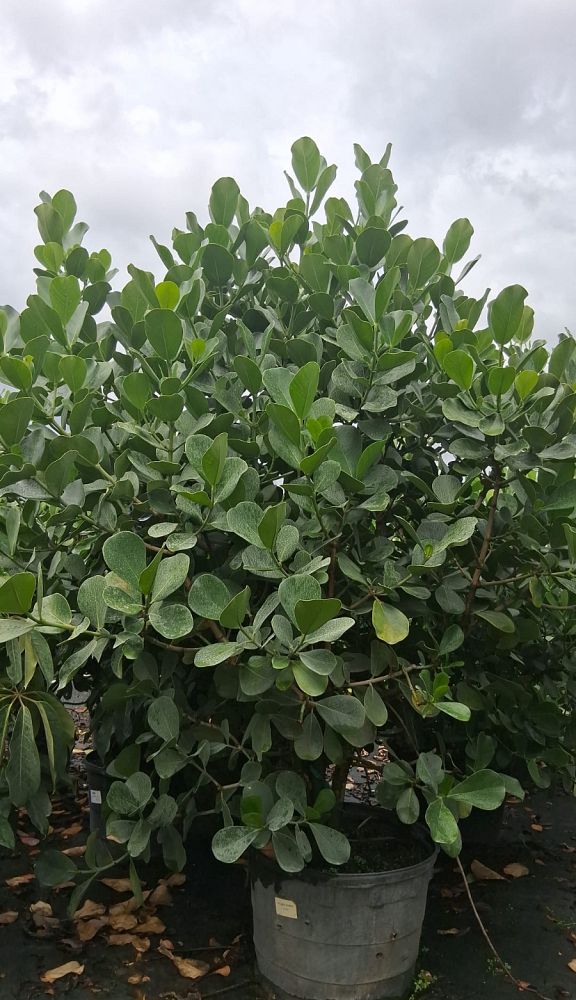 clusia-rosea-pitch-apple-autograph-tree
