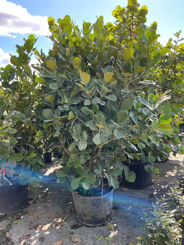 clusia-rosea-pitch-apple-autograph-tree