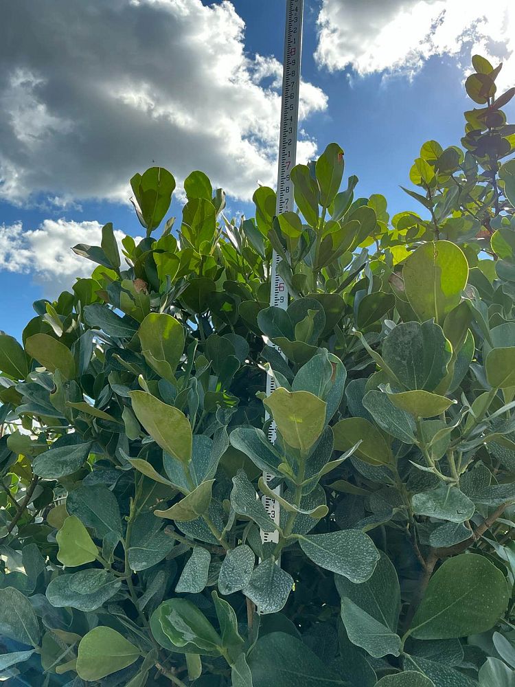 clusia-rosea-pitch-apple-autograph-tree