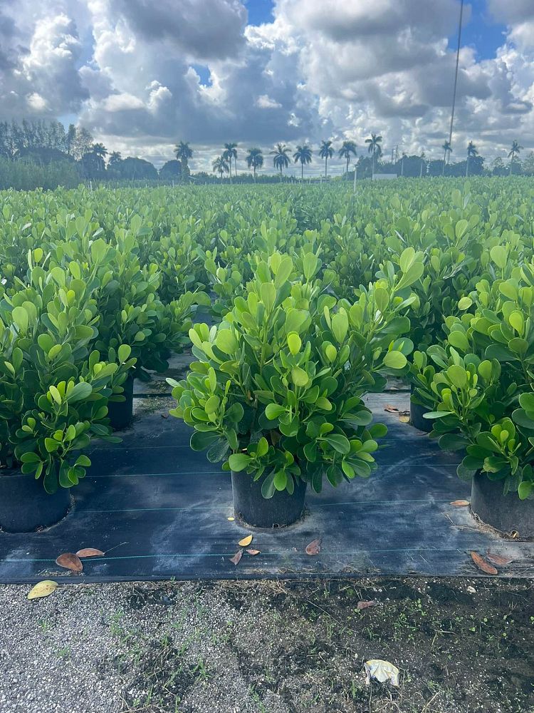 clusia-rosea-pitch-apple-autograph-tree