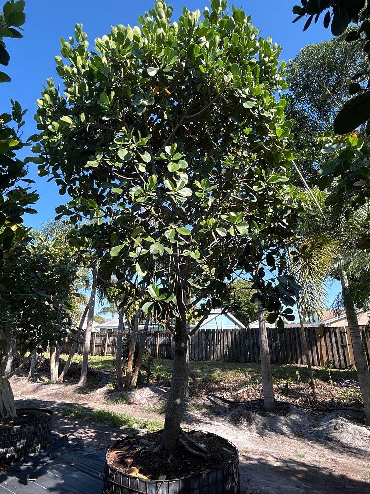 clusia-rosea-pitch-apple-autograph-tree