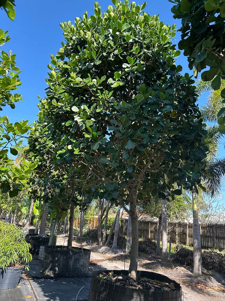 clusia-rosea-pitch-apple-autograph-tree