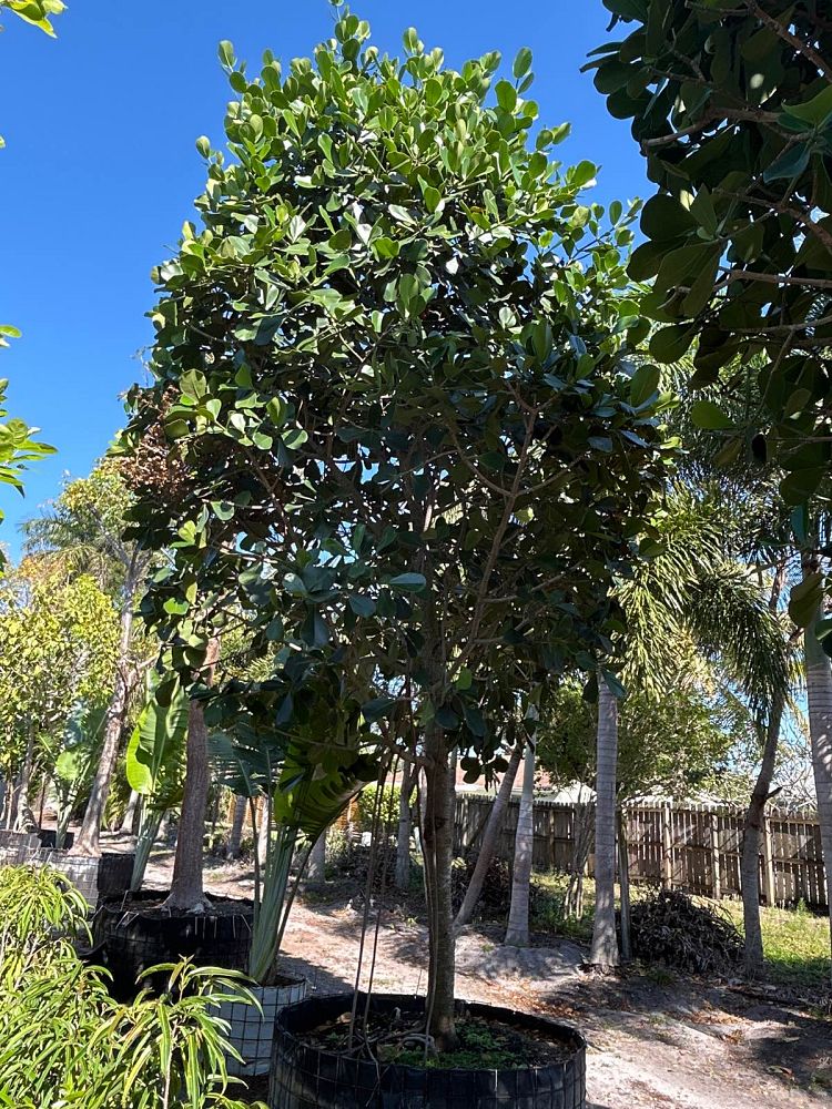 clusia-rosea-pitch-apple-autograph-tree
