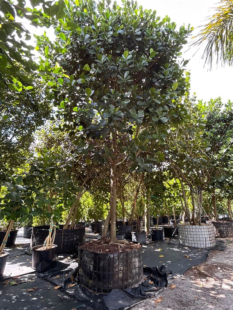 clusia-rosea-pitch-apple-autograph-tree