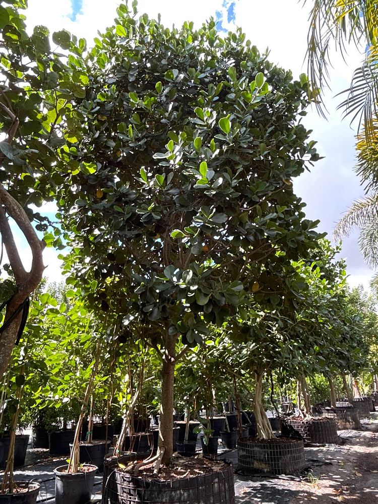 clusia-rosea-pitch-apple-autograph-tree