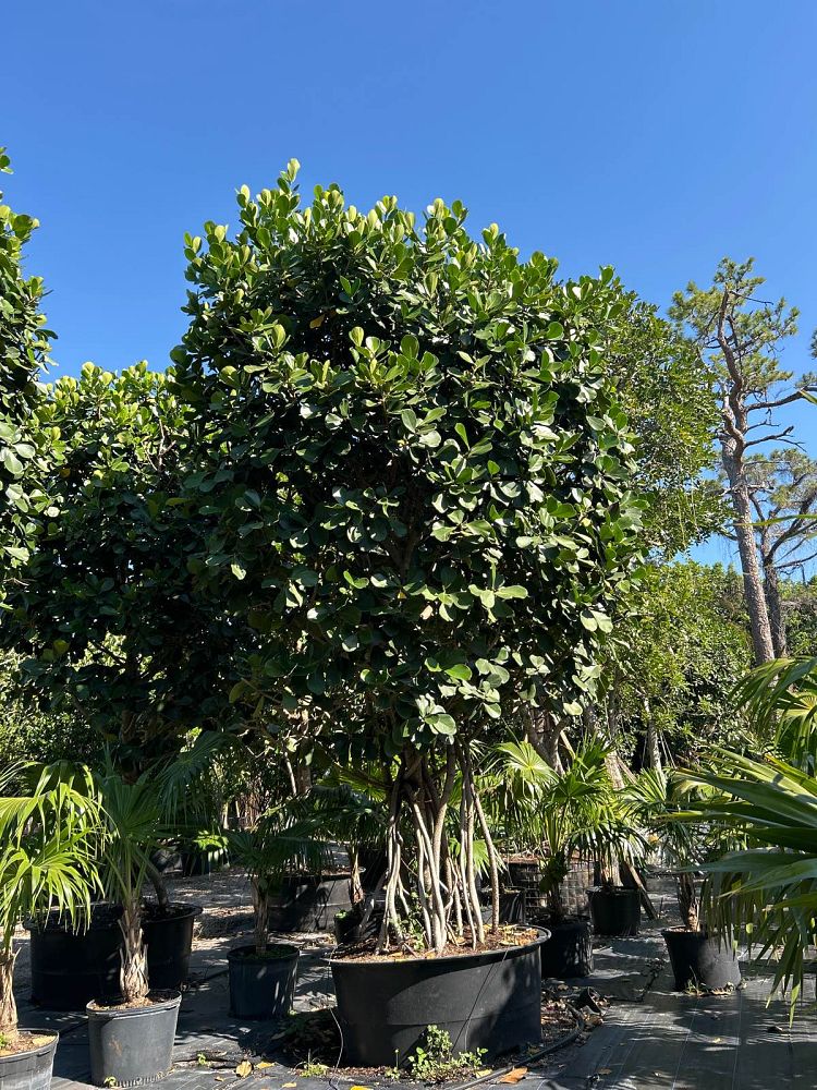 clusia-rosea-pitch-apple-autograph-tree