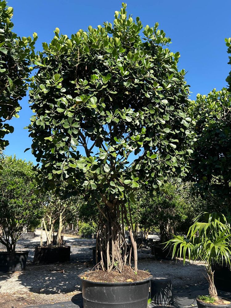 clusia-rosea-pitch-apple-autograph-tree