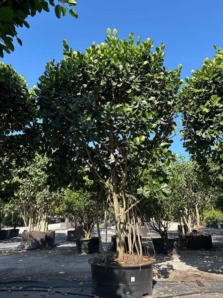 clusia-rosea-pitch-apple-autograph-tree