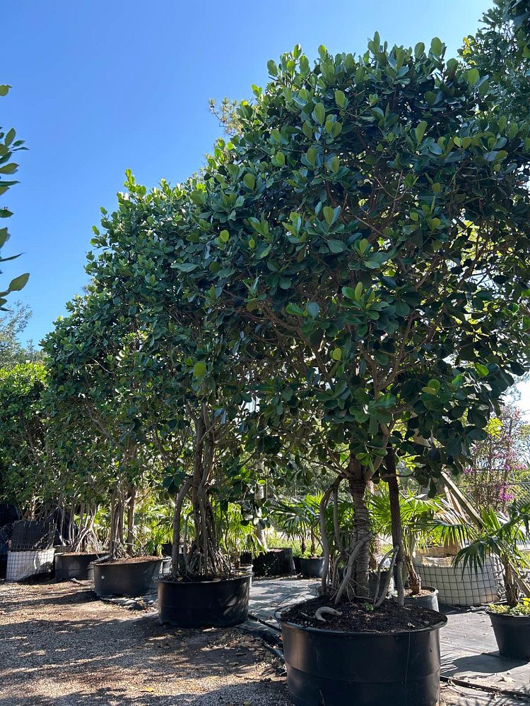 clusia-rosea-pitch-apple-autograph-tree