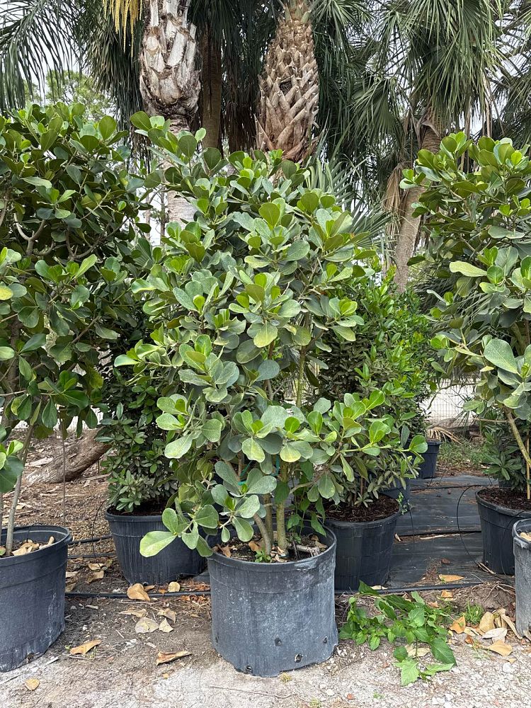 clusia-rosea-pitch-apple-autograph-tree