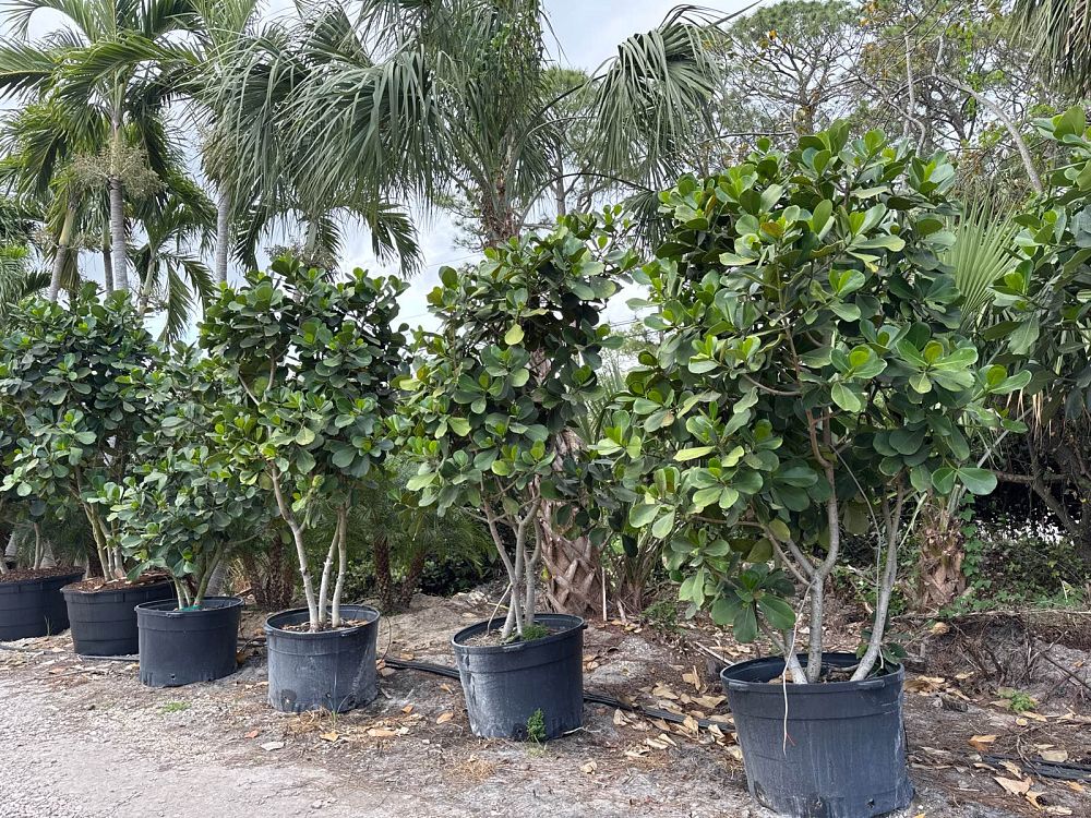 clusia-rosea-pitch-apple-autograph-tree