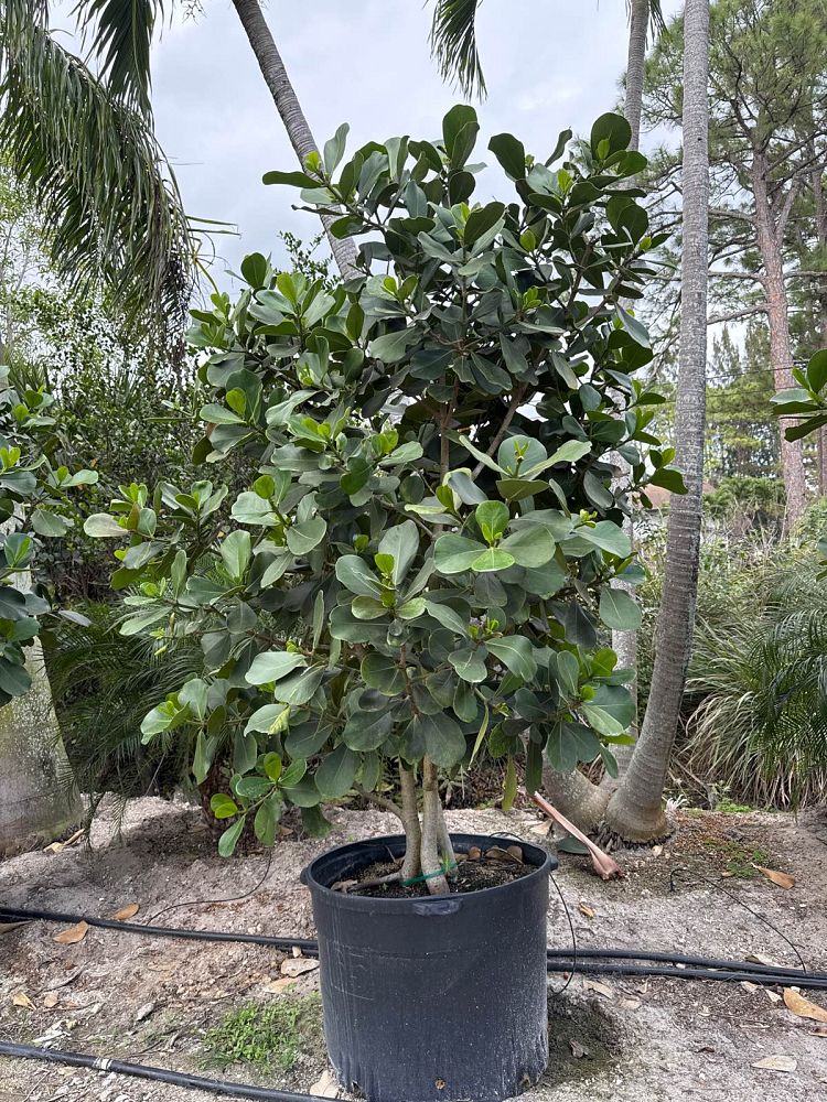 clusia-rosea-pitch-apple-autograph-tree