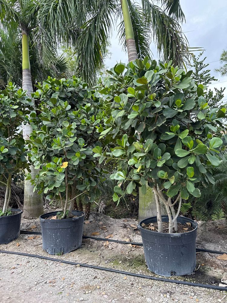clusia-rosea-pitch-apple-autograph-tree
