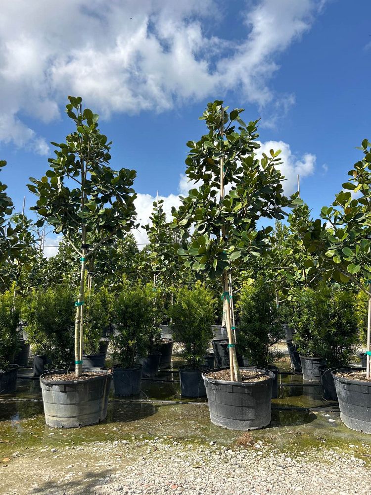 clusia-rosea-pitch-apple-autograph-tree