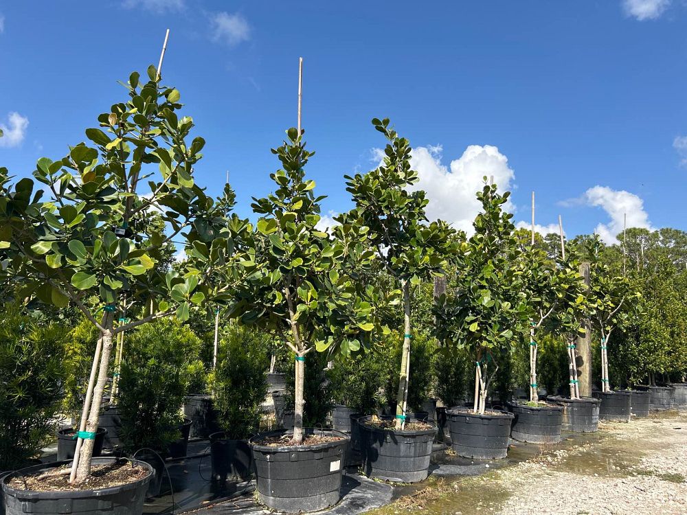 clusia-rosea-pitch-apple-autograph-tree