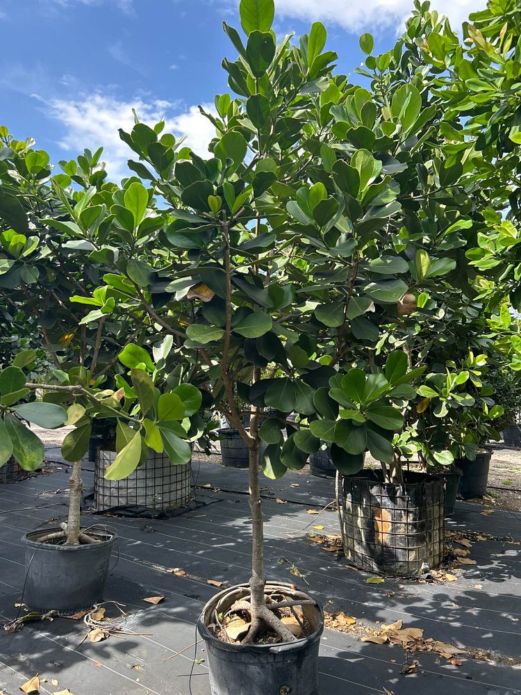 clusia-rosea-pitch-apple-autograph-tree