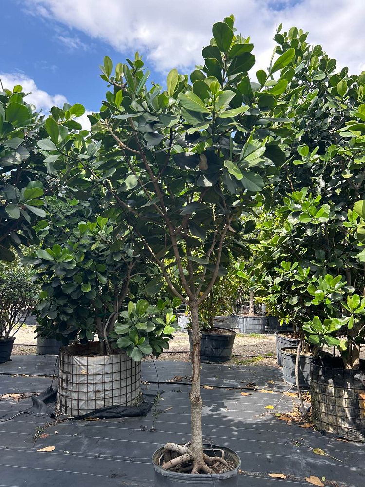 clusia-rosea-pitch-apple-autograph-tree