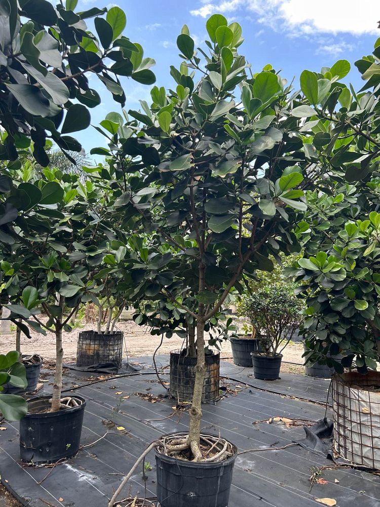 clusia-rosea-pitch-apple-autograph-tree