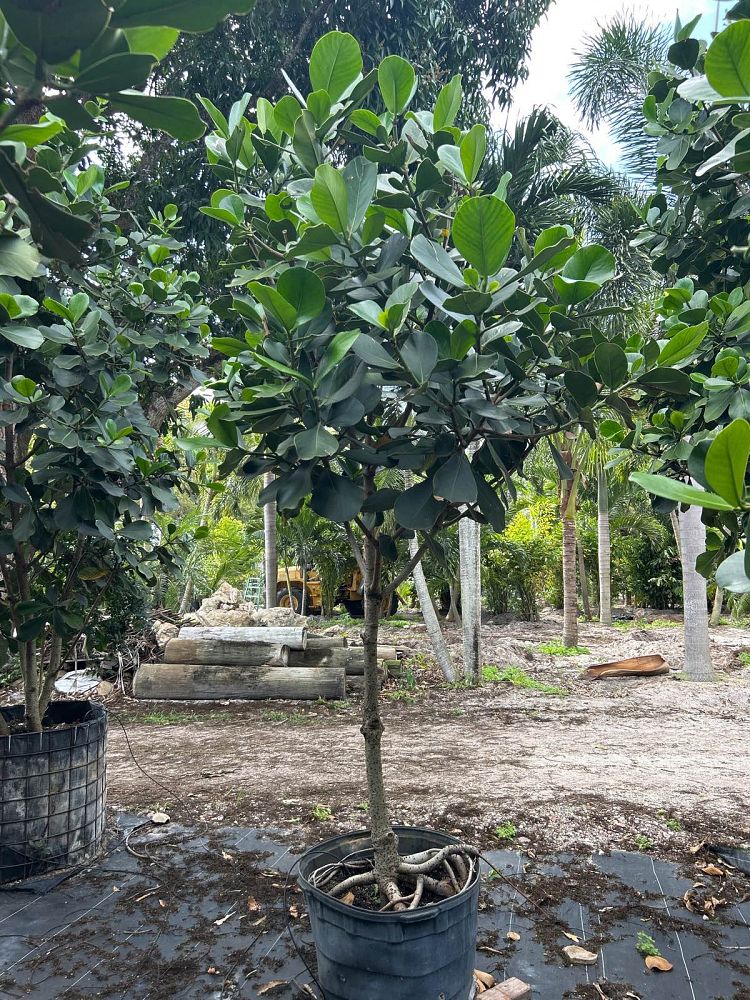 clusia-rosea-pitch-apple-autograph-tree