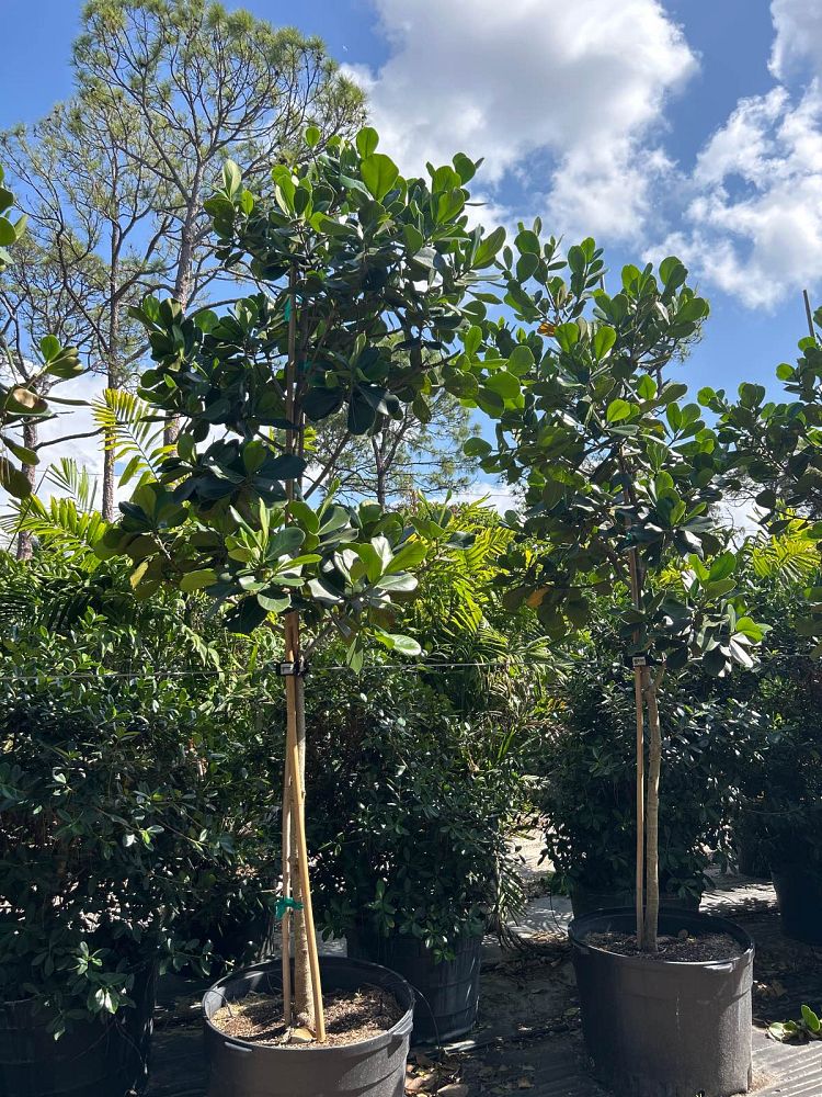 clusia-rosea-pitch-apple-autograph-tree