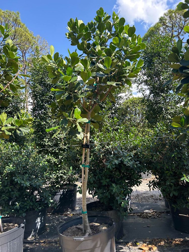 clusia-rosea-pitch-apple-autograph-tree