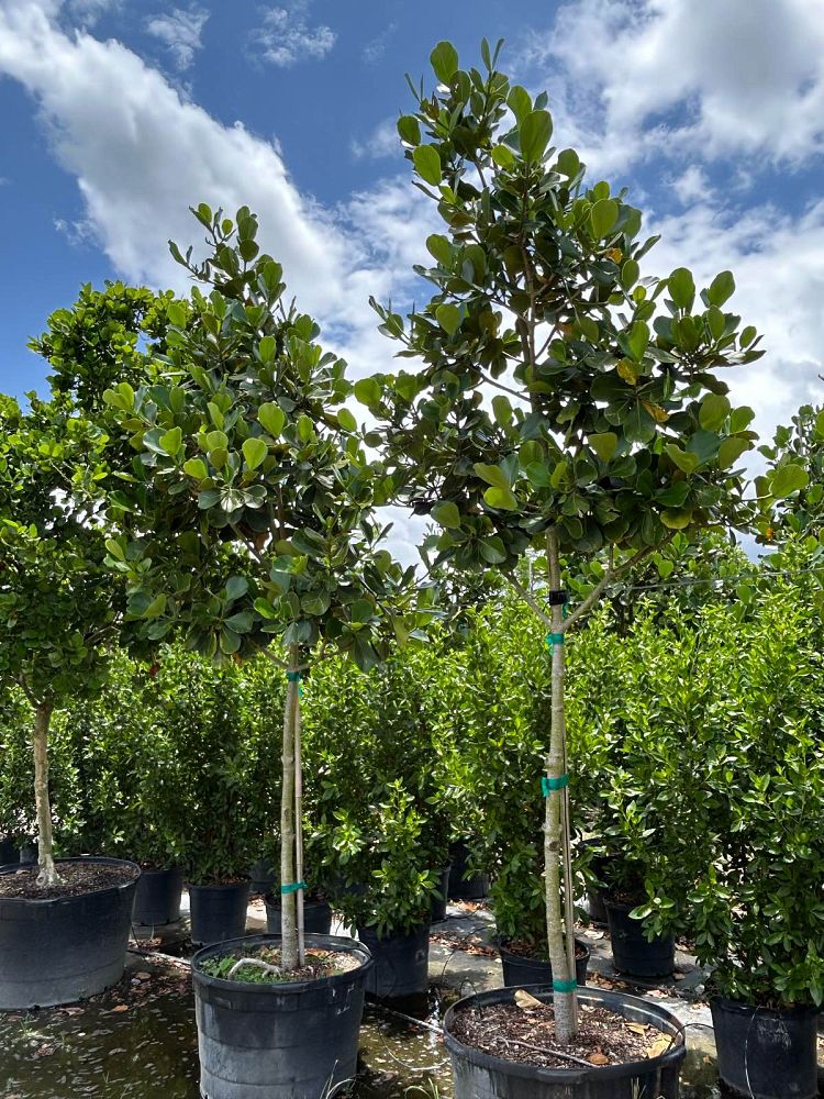 clusia-rosea-pitch-apple-autograph-tree