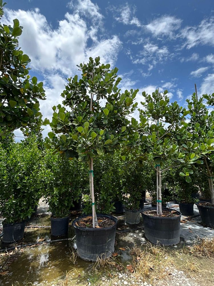 clusia-rosea-pitch-apple-autograph-tree