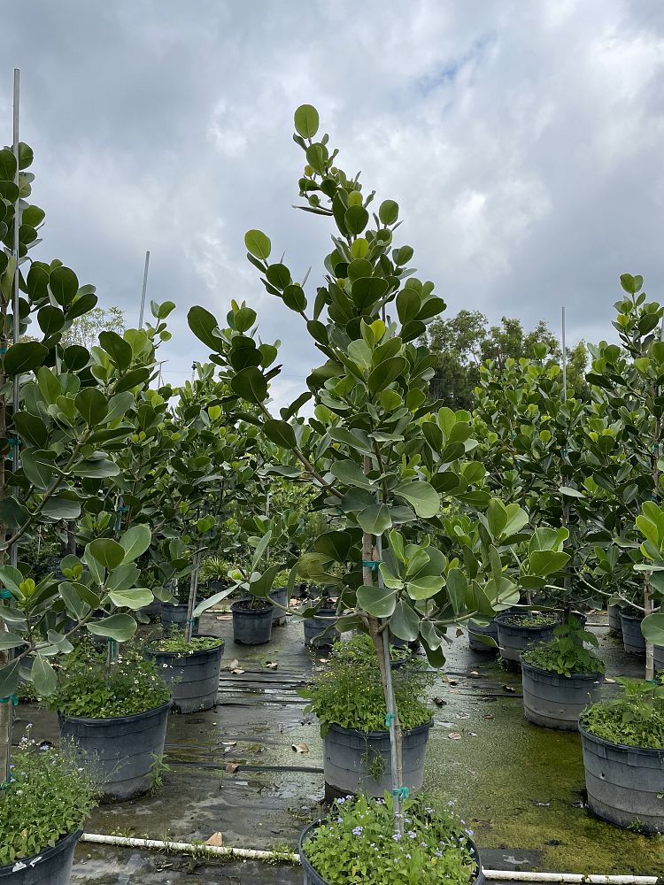 clusia-rosea-pitch-apple-autograph-tree