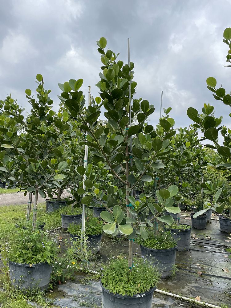clusia-rosea-pitch-apple-autograph-tree