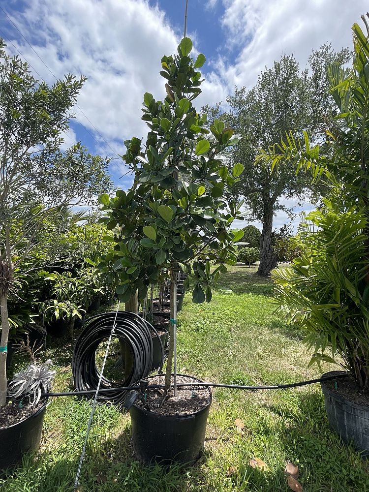 clusia-rosea-pitch-apple-autograph-tree