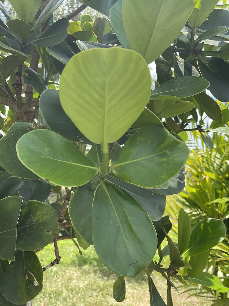 clusia-rosea-pitch-apple-autograph-tree