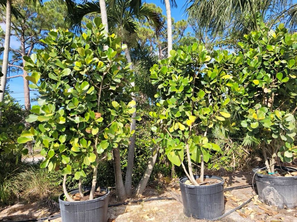 clusia-rosea-pitch-apple-autograph-tree