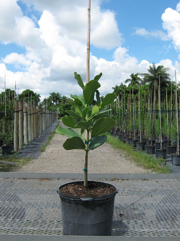 clusia-rosea-pitch-apple-autograph-tree