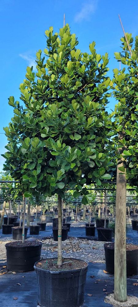 clusia-rosea-pitch-apple-autograph-tree