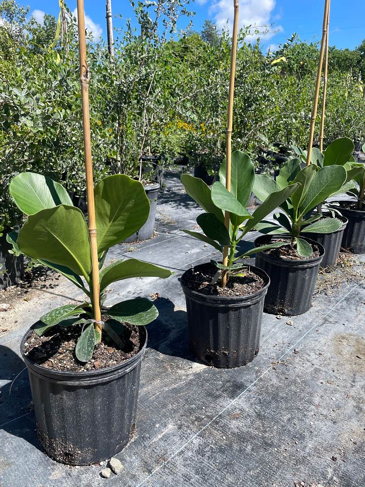 clusia-rosea-pitch-apple-autograph-tree