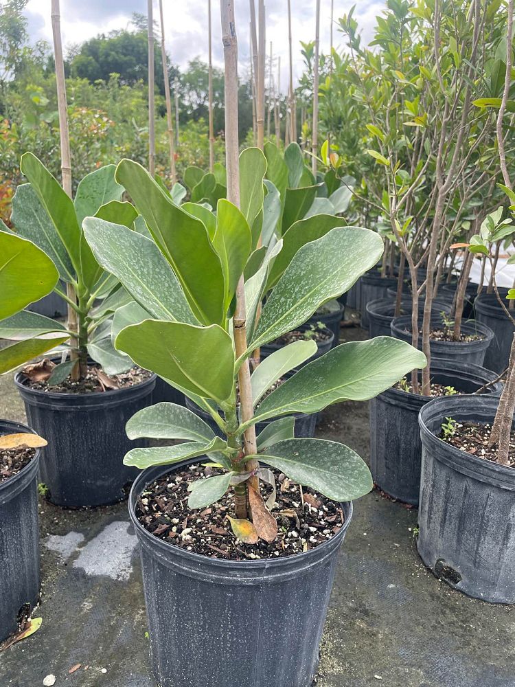 clusia-rosea-pitch-apple-autograph-tree
