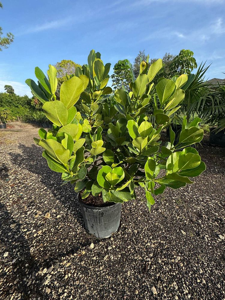 clusia-rosea-pitch-apple-autograph-tree