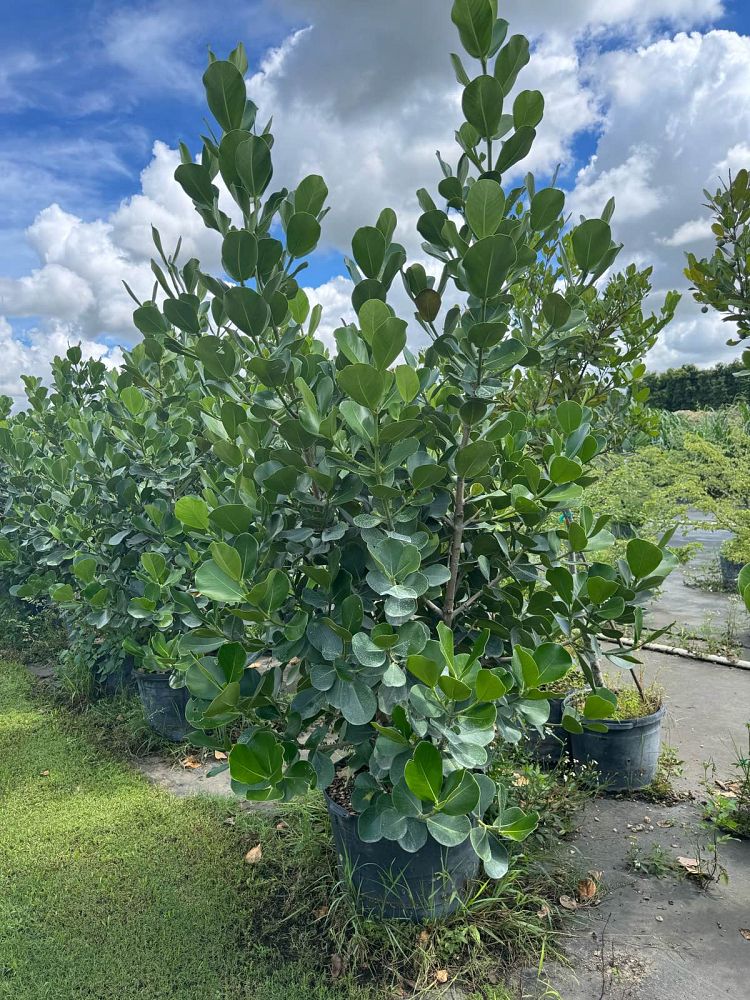 clusia-rosea-pitch-apple-autograph-tree