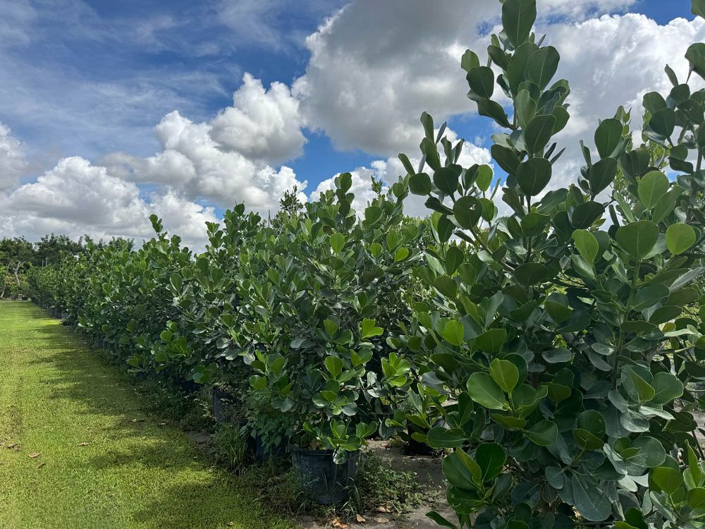 clusia-rosea-pitch-apple-autograph-tree
